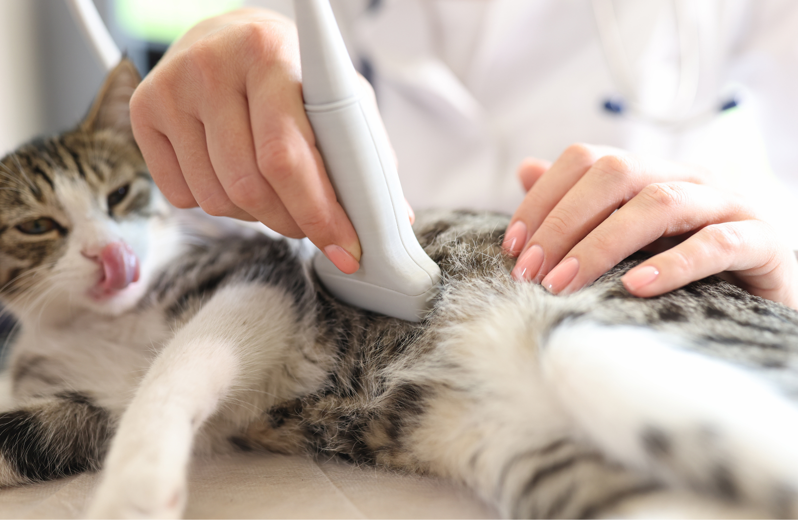 猫の超音波エコー検査のようす